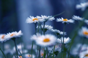 Actitudes mindfulness